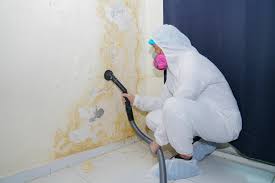 Why You Should Choose Our Mold Remediation Services in Desert Hills, AZ